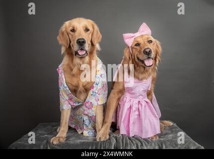 Due Golden Retrievers vestiti di rosa come Barbie e Ken Foto Stock