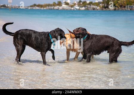 Tre cani in piedi nel surf oceanico giocando con un bastone, Florida, Stati Uniti Foto Stock