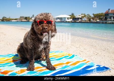 Mini cockapoo al cioccolato con occhiali da sole seduti su un asciugamano sulla spiaggia, Florida, Stati Uniti Foto Stock