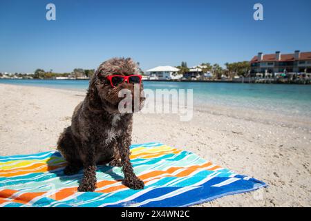Mini cockapoo al cioccolato con occhiali da sole seduti su un asciugamano sulla spiaggia, Florida, Stati Uniti Foto Stock