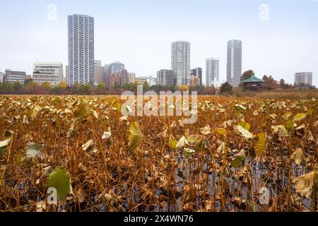 Ninfee nello stagno Shinobazu in autunno, Ueno Park, Taito, Tokyo, Honshu, Giappone Foto Stock