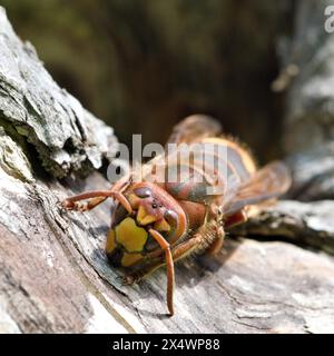 Vespa crabro, noto anche come calabrone europeo, protegge l'ingresso al nido nell'antico albero secco. Foto Stock