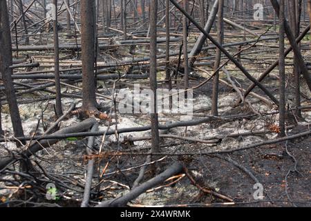 Alberi bruciati e caduti da incendi, territori del Nord-Ovest, Canada. Oltre 4 milioni di ettari o foreste bruciate nel 2023. Foto Stock