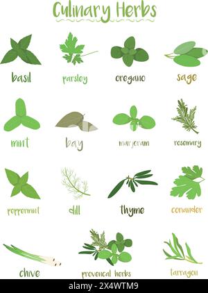 Set di 15 diverse erbe culinarie in stile cartone animato. Illustrazione Vettoriale