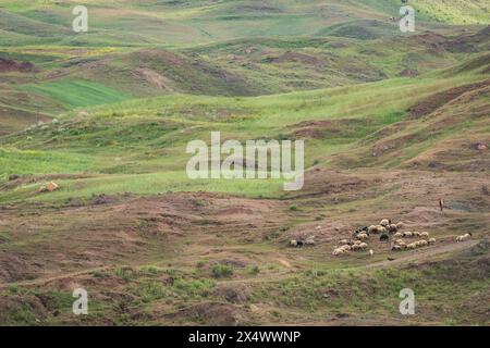Pastore che cammina con un gregge di pecore nelle colline verdi ondulate della Turchia orientale. Foto Stock