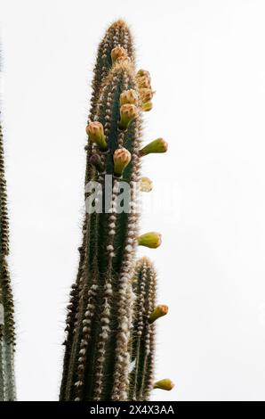 Cereus Repandus con fiori Foto Stock