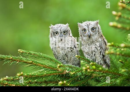 Gufo di Scops Otus scops uccello giovane piuma di gufo settentrionale dalle orecchie lunghe seduto su ramo polveroso lanugine natura selvaggia gatto dalle corna minori, bellissimo animale, uccello Foto Stock