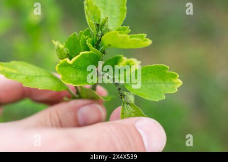 Afidi neri sulle foglie e sul gambo di un giovane ibisco in primavera. Controllo dei parassiti sulle piante. Foto Stock