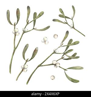 Set di piante di vigna con bacche bianche. Illustrazione botanica acquerello su sfondo isolato. Immagine per biglietti d'auguri e striscioni natalizi Foto Stock