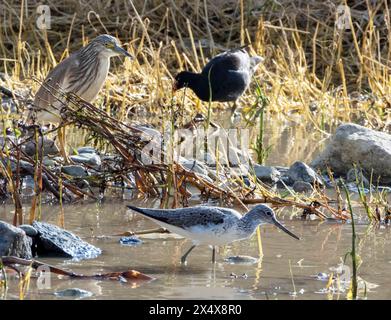 Squacco Heron, Greenshank e vari uccelli da guado si forgiano per il cibo ad Agia Varvara, Paphos, regione, Cipro. Foto Stock