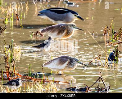 Squacco Heron, Black Corned Night Heron e vari uccelli da guado cercano cibo ad Agia Varvara, Paphos, regione, Cipro. Foto Stock