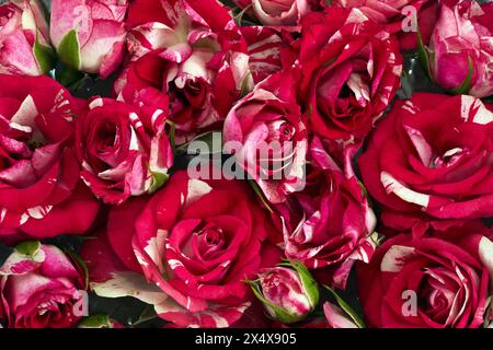 Primo piano di vivaci rose rosse e bianche Foto Stock