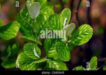 Foglie giovani illuminate dal sole dell'albero aria rupicola, noto anche come balestra bianca di roccia. Primavera tra le montagne del Montenegro da vicino. Foto Stock