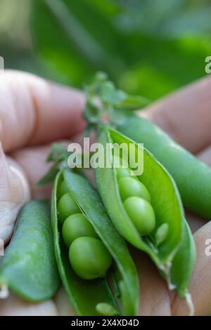 Una manciata di bellissimi piselli verdi da bombardamento coltivati in un giardino di casa. Foto Stock