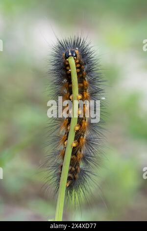 Il bruco di un Moth di palude salata, l'Estigmene acrea, che mangia lo stelo di un fiore. Foto Stock