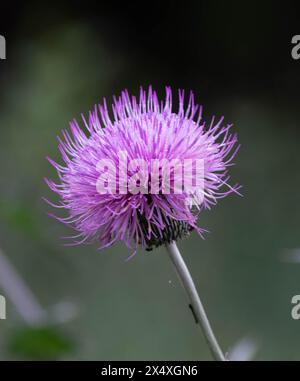 Thistle del Texas (cirisium texanum) Foto Stock