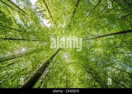 Osservando il sole che sbircia tra i rami degli alberi in un ambiente forestale naturale, creando uno splendido gioco di tinte e sfumature sulla terra Foto Stock