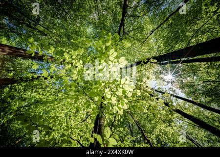 Osservando il sole che sbircia tra i rami degli alberi in un ambiente forestale naturale, creando uno splendido gioco di tinte e sfumature sulla terra Foto Stock