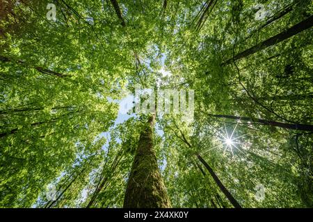 Osservando il sole che sbircia tra i rami degli alberi in un ambiente forestale naturale, creando uno splendido gioco di tinte e sfumature sulla terra Foto Stock