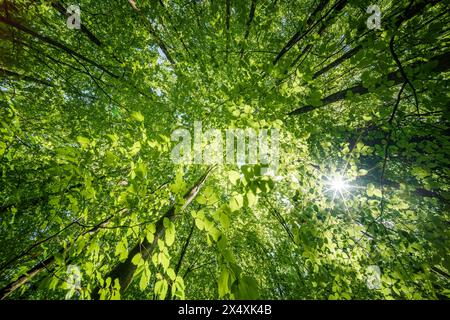 Osservando il sole che sbircia tra i rami degli alberi in un ambiente forestale naturale, creando uno splendido gioco di tinte e sfumature sulla terra Foto Stock