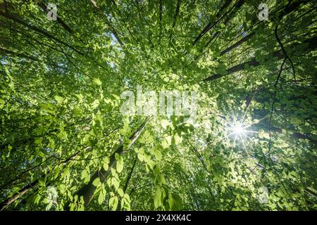 Osservando il sole che sbircia tra i rami degli alberi in un ambiente forestale naturale, creando uno splendido gioco di tinte e sfumature sulla terra Foto Stock