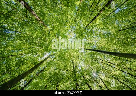 Osservando il sole che sbircia tra i rami degli alberi in un ambiente forestale naturale, creando uno splendido gioco di tinte e sfumature sulla terra Foto Stock