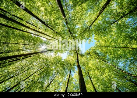 Osservando il sole che sbircia tra i rami degli alberi in un ambiente forestale naturale, creando uno splendido gioco di tinte e sfumature sulla terra Foto Stock