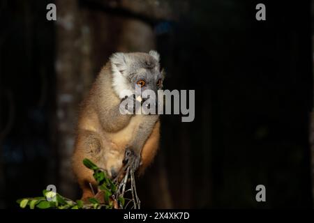 I lemuri si spacciano sulla veranda del bungalow e aspettano del cibo. Carino e cattivo piccolo animale endemico del Madagascar. Park hotel Palmarium Foto Stock