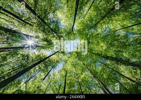 Osservando il sole che sbircia tra i rami degli alberi in un ambiente forestale naturale, creando uno splendido gioco di tinte e sfumature sulla terra Foto Stock