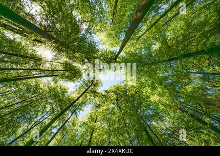 Osservando il sole che sbircia tra i rami degli alberi in un ambiente forestale naturale, creando uno splendido gioco di tinte e sfumature sulla terra Foto Stock