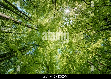 Osservando il sole che sbircia tra i rami degli alberi in un ambiente forestale naturale, creando uno splendido gioco di tinte e sfumature sulla terra Foto Stock