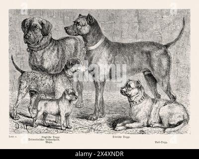 Illustrazione di cani di razza del XIX secolo. Squisita illustrazione vintage, che cattura la presenza regale di un unico e distinto cane di razza pura. Foto Stock