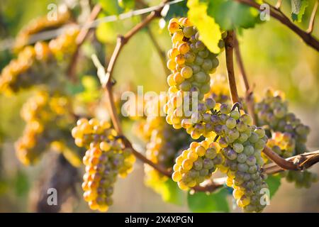 Uve Chardonnay biologiche mature sulla vite, pronte per la vendemmia in autunno, situate nella Okanagan Valley, British Columbia. Foto Stock