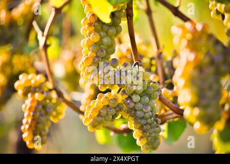 Uve Chardonnay biologiche mature sulla vite, pronte per la vendemmia in autunno, situate nella Okanagan Valley, British Columbia. Foto Stock