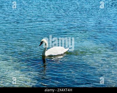 I cigni hanno una bellezza rilassante che mostra questa qualità. Foto Stock