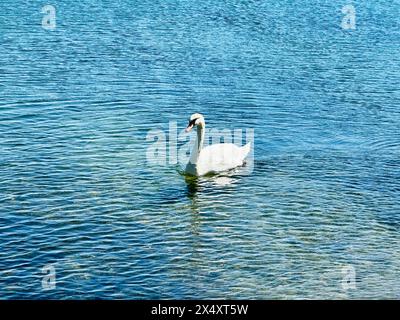 I cigni hanno una bellezza rilassante che mostra questa qualità. Foto Stock