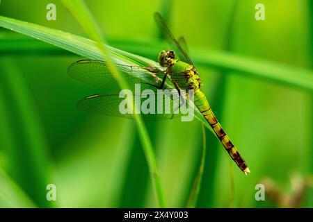 Una comune dragonfly verde di darner poggia leggermente su una canna vicino al lago. Foto Stock