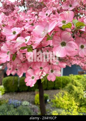 Bellissimi fiori rosa su un albero di legno di cane. Foto Stock