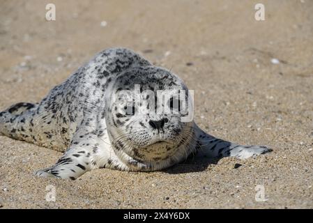 Cucciolo di foca su Three Mile Beach, Santa Cruz, California, Stati Uniti Foto Stock