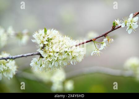 Gambo di prugne ciliegie con fiori - primo piano Foto Stock