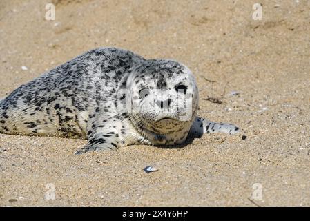 Cucciolo di foca su Three Mile Beach, Santa Cruz, California, Stati Uniti Foto Stock