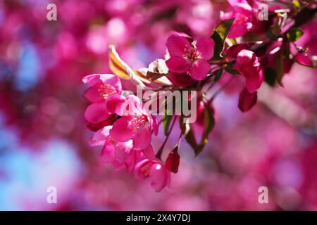 Fiori giapponesi di crabapple Foto Stock