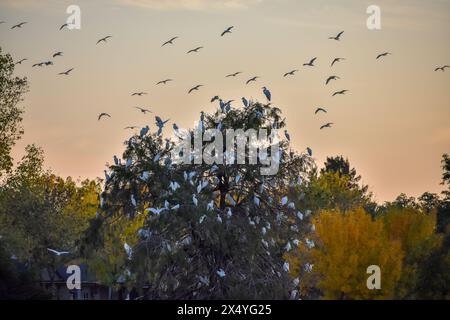 Le aironi di bestiame occidentale (Bubulcus ibis) volano intorno alla loro colonia su un albero, visto a Entre Rios, Argentina Foto Stock