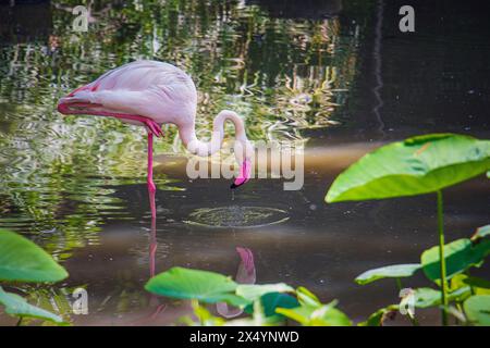 Il fenicottero maggiore (Phoenicopterus roseus) mangia cibo dal fango nello stagno di uno zoo. Foto Stock