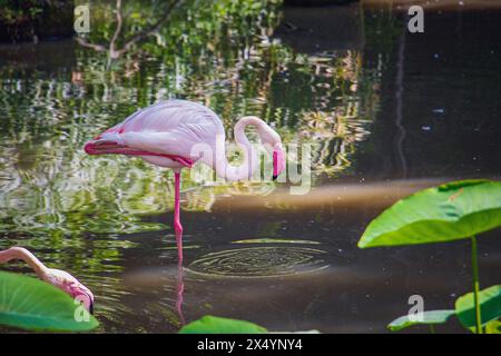 Greater flamingo (Phoenicopterus roseus) nello zoo di Negara, Malesia Foto Stock