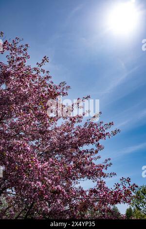 Mela di granchio giapponese in piena fioritura nel Giardino Botanico Nazionale della Lettonia a Salaspils, Lettonia Foto Stock