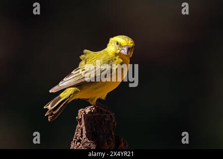 Un canarino giallo maschio (Crithagra flaviventris) arroccato su un ramo, Sud Africa Foto Stock