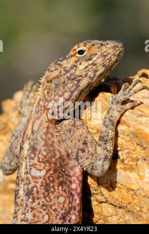 Ritratto di una roccia meridionale femminile agama (Agama atra) seduta su una roccia, Sudafrica Foto Stock