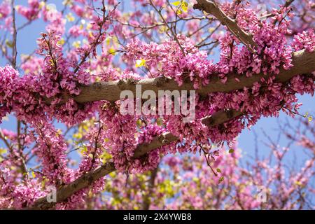 Ci sono molti fiori viola sull'albero. Baku. Azerbaigian. Foto Stock