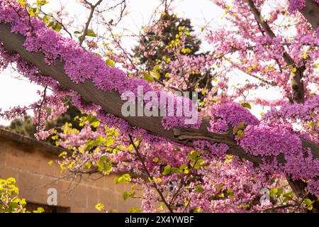Ci sono molti fiori viola sull'albero. Baku. Azerbaigian. Foto Stock